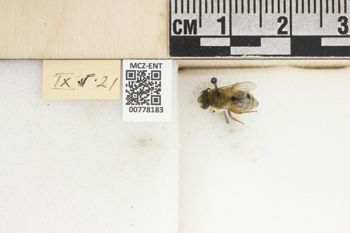 Media type: image;   Entomology 778183 Aspect: Labels